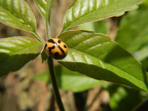 Image of Chinese Chaste-tree