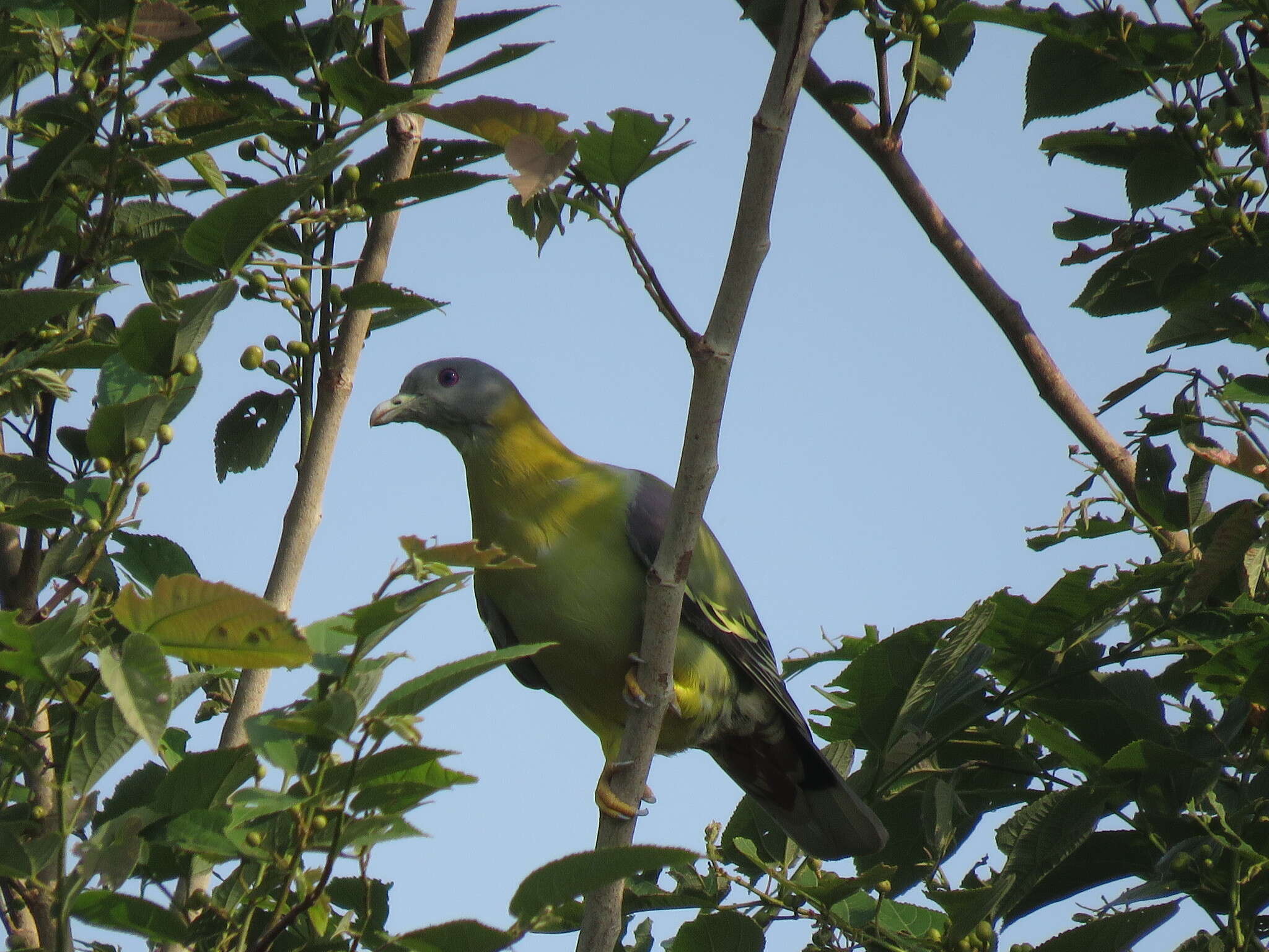 Image of Yellow-footed Green Pigeon