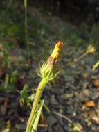 Image of smallflower oxtongue