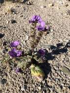 Image of calthaleaf phacelia