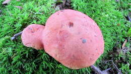 <i>Boletus subfraternus</i>的圖片