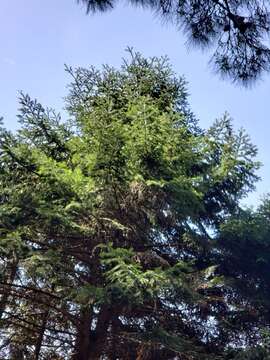 Image of Cilician Fir