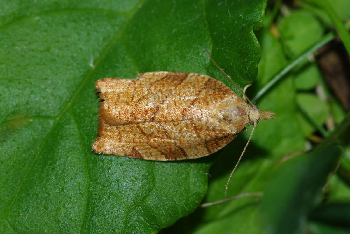 Image of Moth