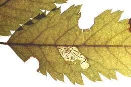 صورة Stigmella magdalenae (Klimesch 1950) Emmet 1979