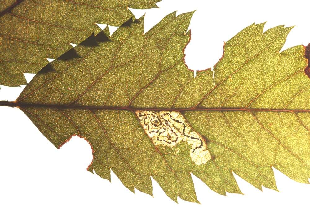 صورة Stigmella magdalenae (Klimesch 1950) Emmet 1979