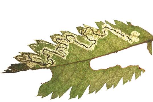 Image of Stigmella nylandriella (Tengström 1848) Beirne 1945