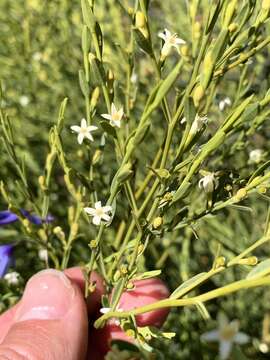 Image of Olax stricta R. Br.