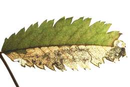 Image of Stigmella sorbi (Stainton 1861) Fletcher et al. 1945