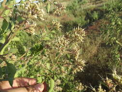 Sivun Salpianthus macrodontus Standl. kuva