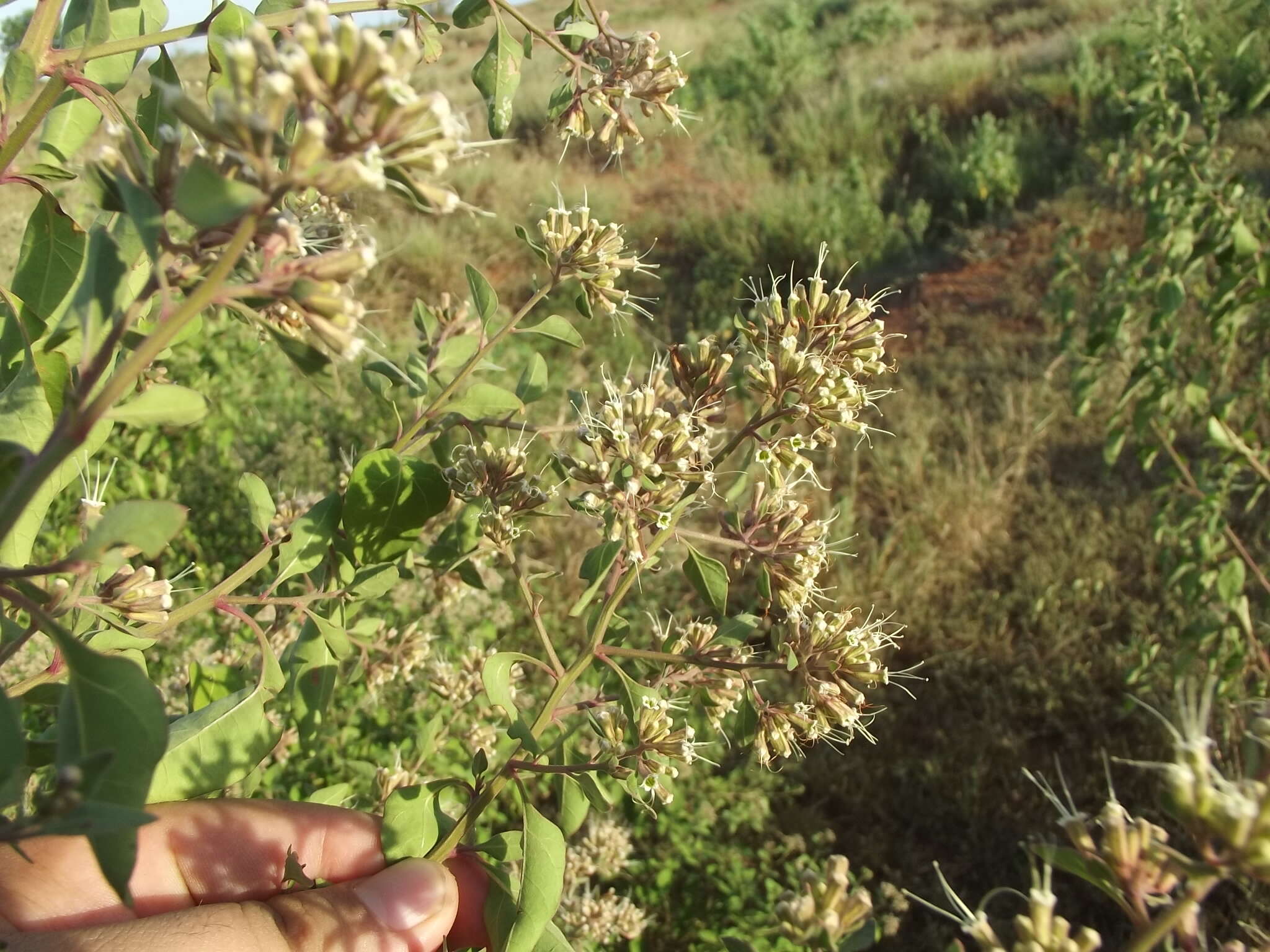 Salpianthus macrodontus Standl. resmi