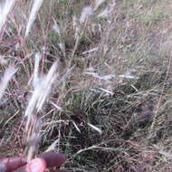 Image of splitbeard bluestem