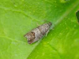 Image of codling moth