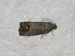 Image of codling moth