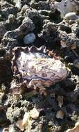 Image of Sydney rock oyster