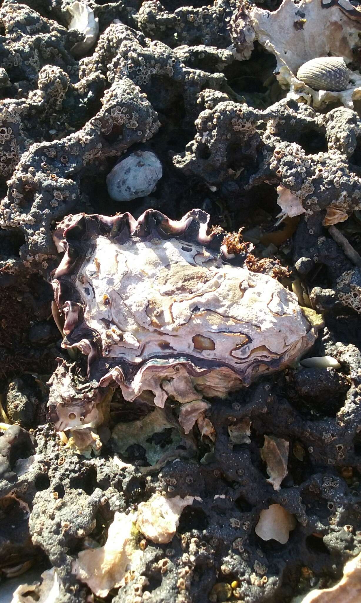 Слика од Saccostrea glomerata (Gould 1850)