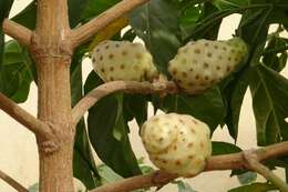 Image of Indian mulberry