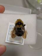 Image de Bombus insularis (Smith 1861)