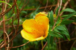 Image of Hypericum lanceolatum subsp. lanceolatum