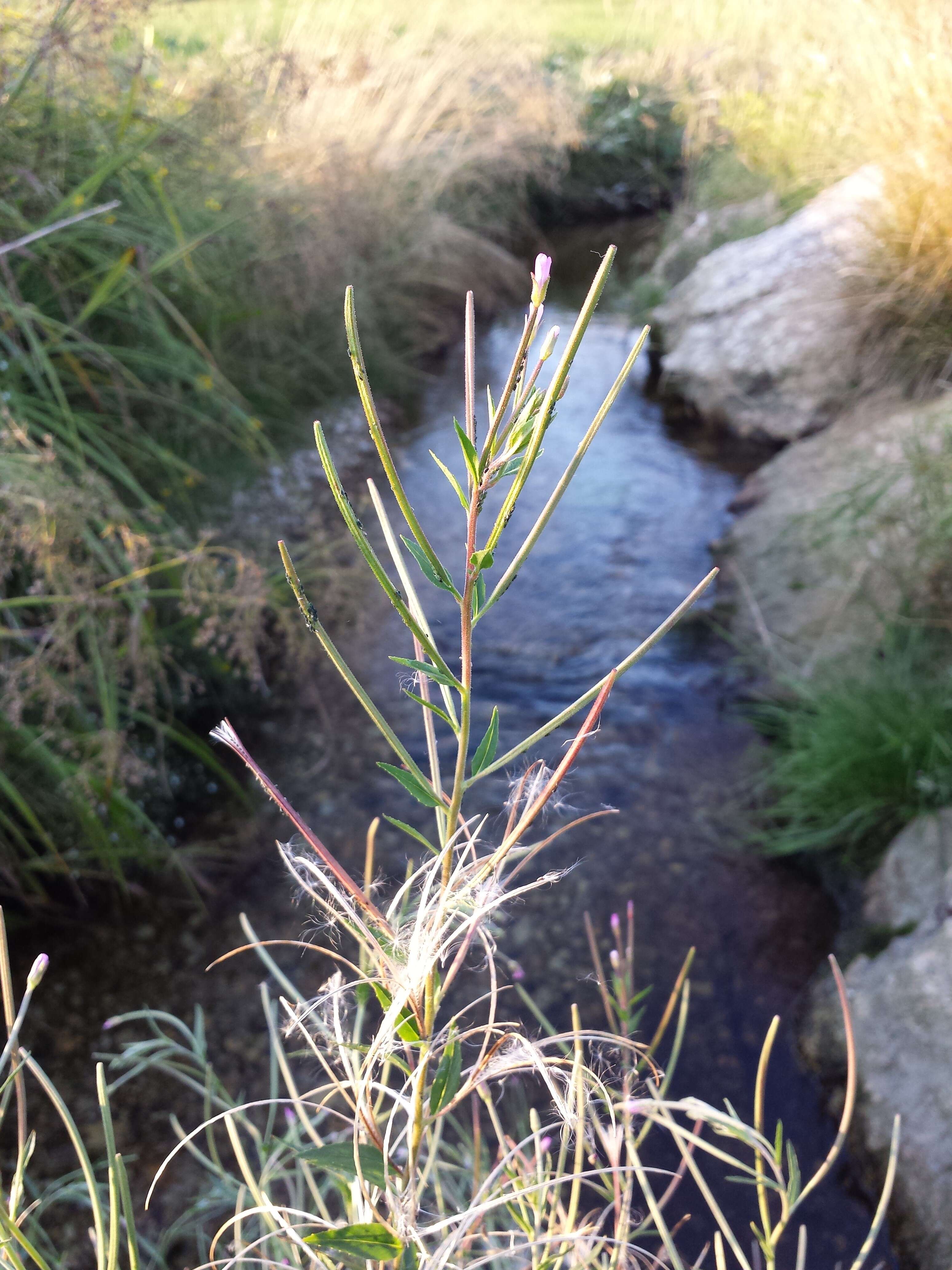 Image of american willowherb