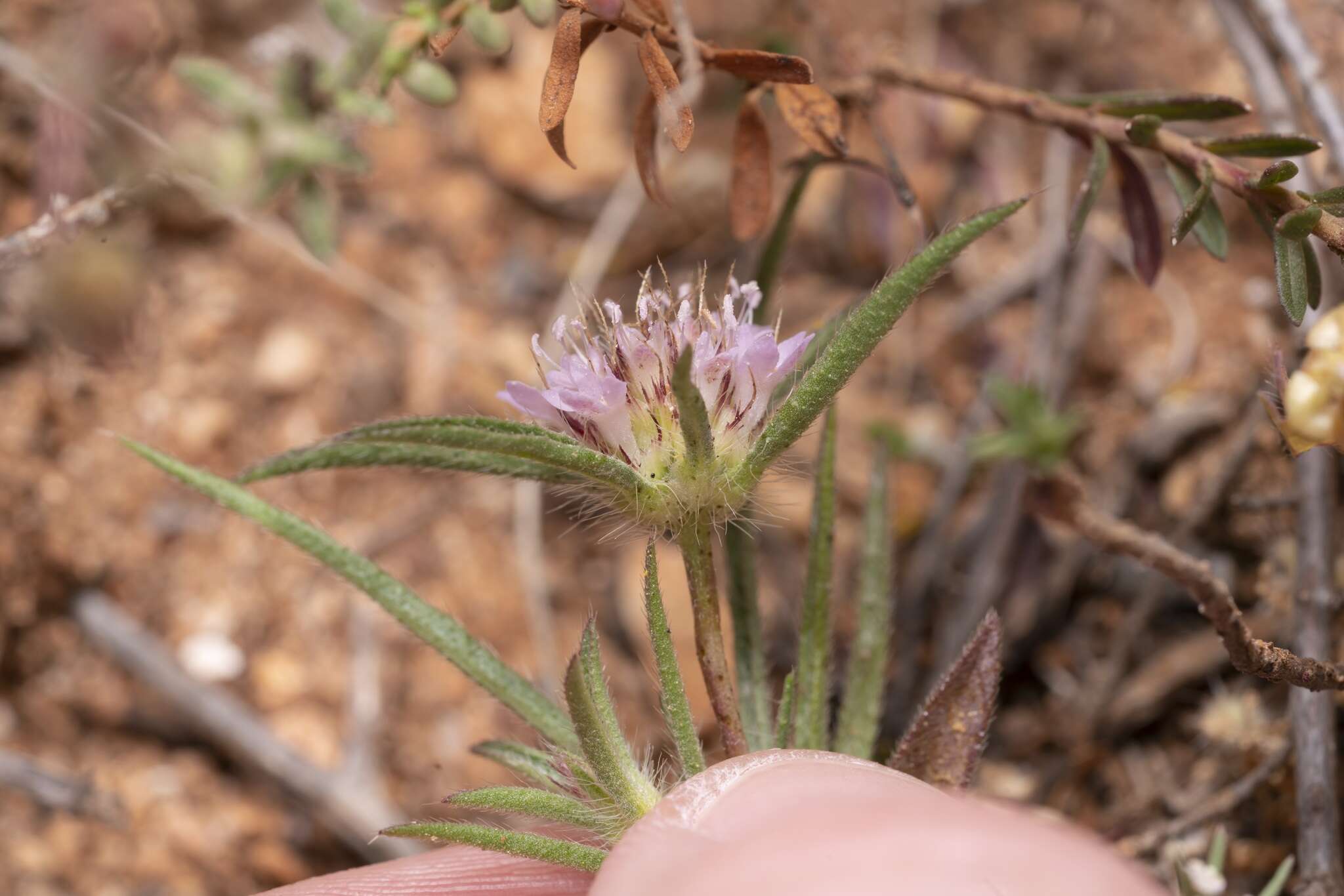 Image of Lomelosia divaricata (Jacq.) W. Greuter & Burdet