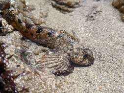 Image of Bald sculpin