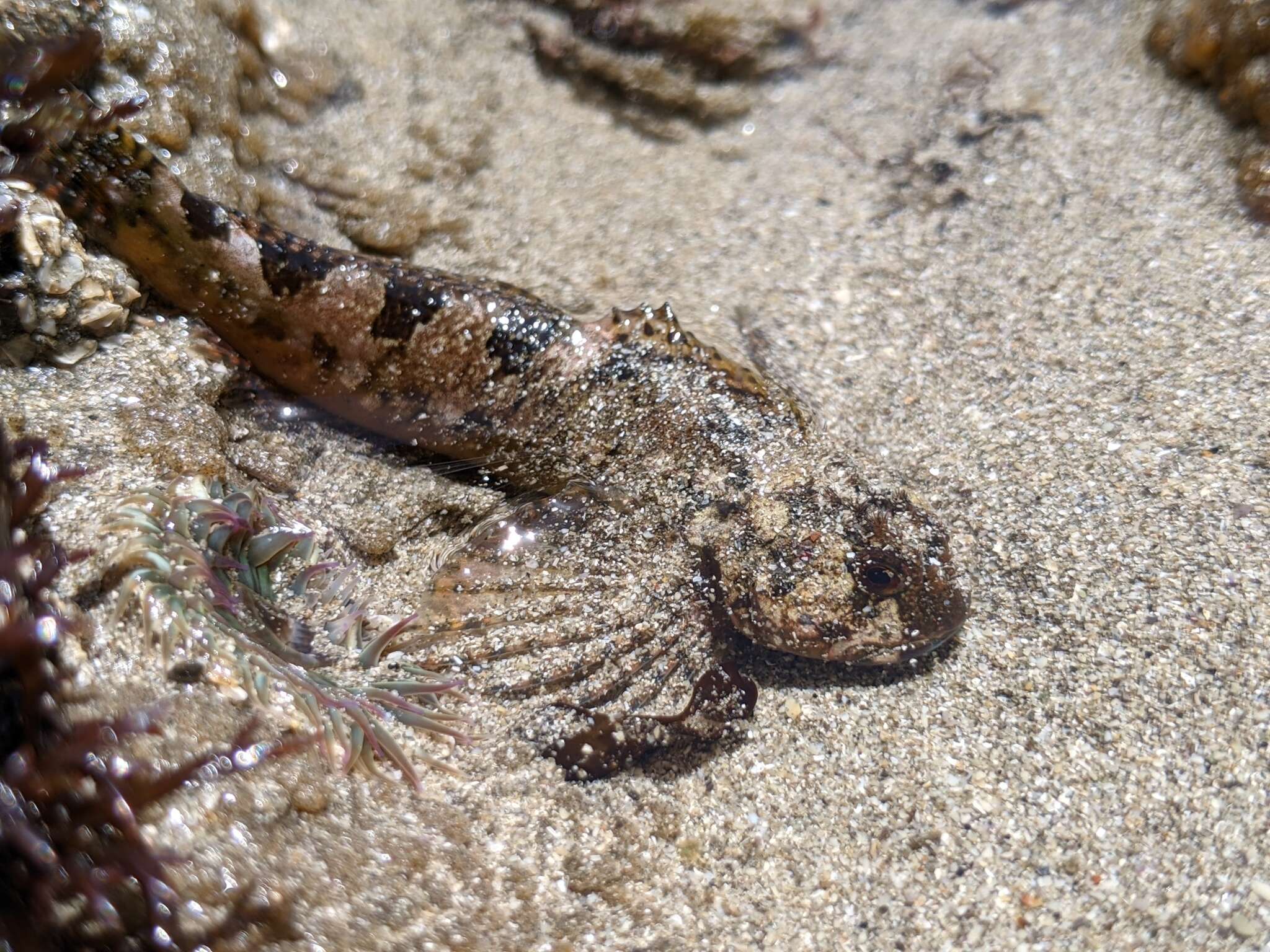 Image of Bald sculpin