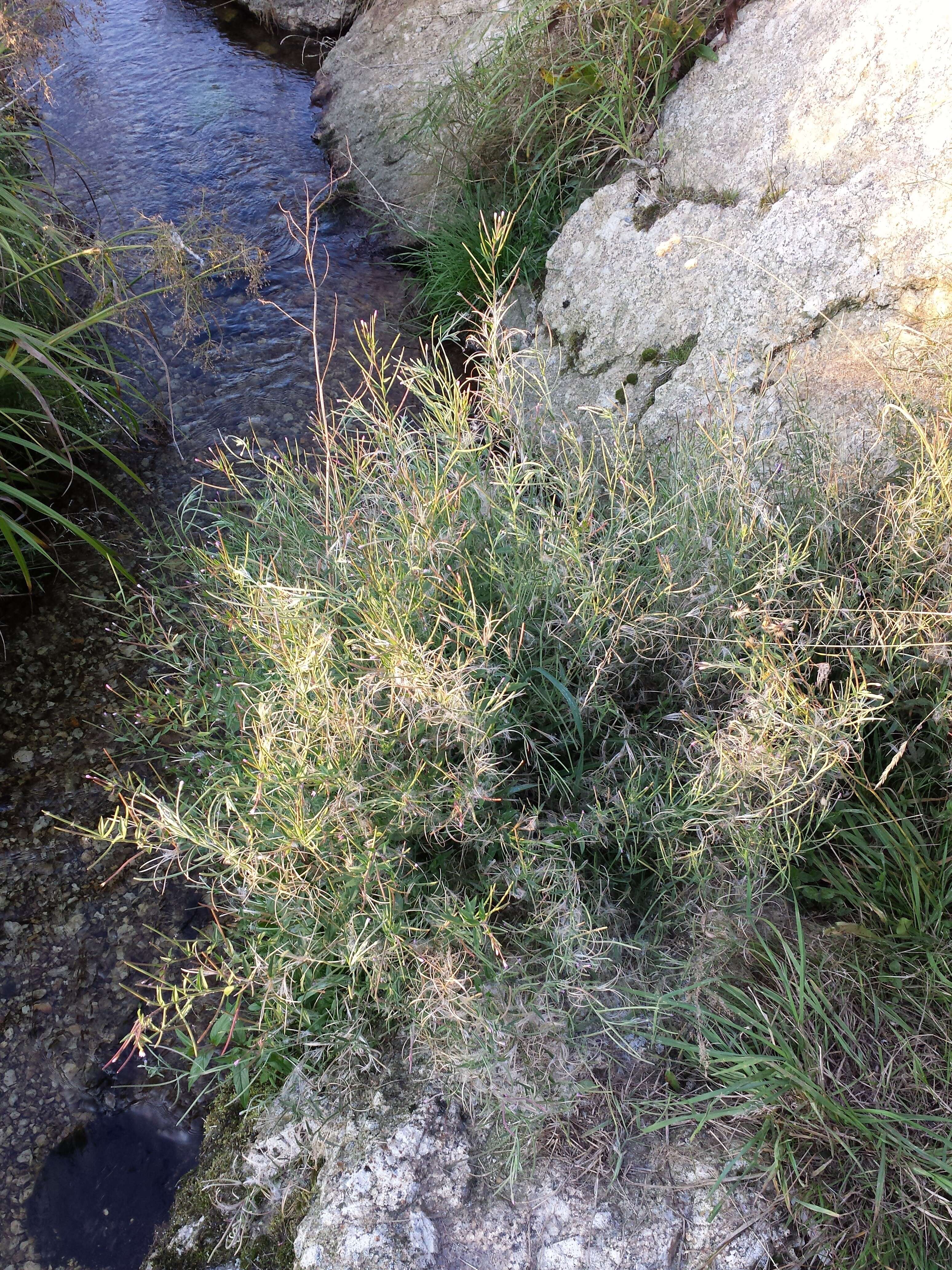 Image of american willowherb