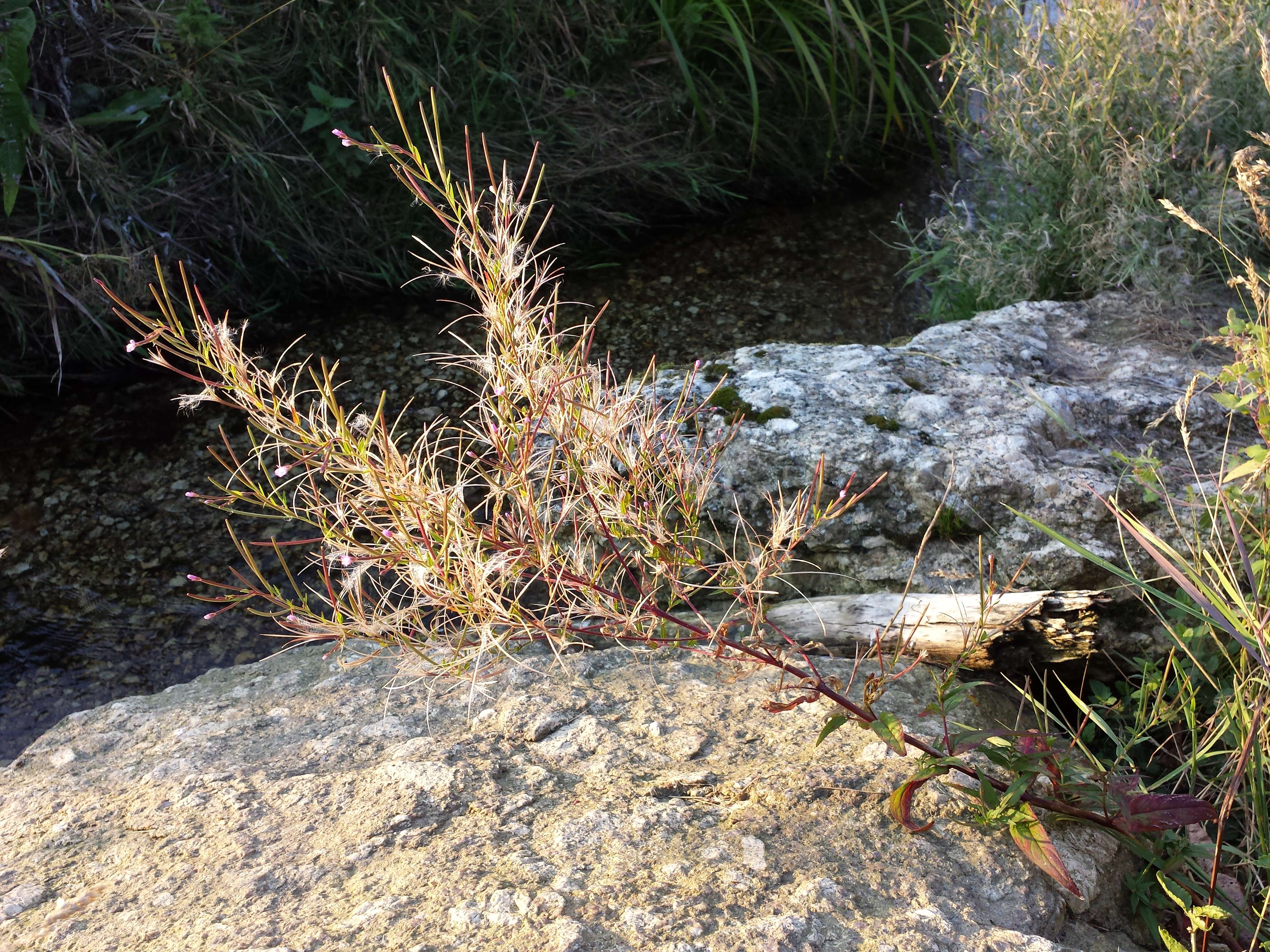 Image of american willowherb