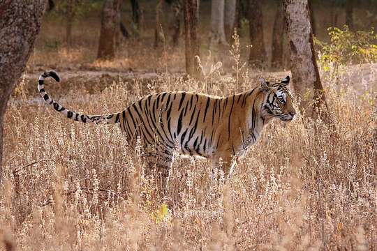 Image of Bengal Tiger