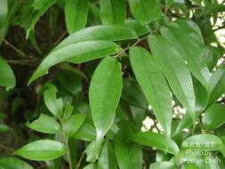 صورة Lithocarpus uraianus (Hayata) Hayata