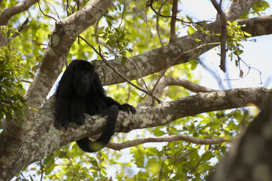 Image of Black Howling Monkey