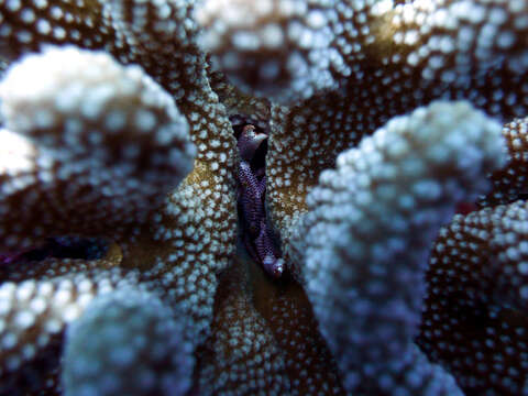 Image of Cauliflower coral