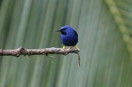 Image of Cyanerpes lucidus isthmicus Bangs 1907