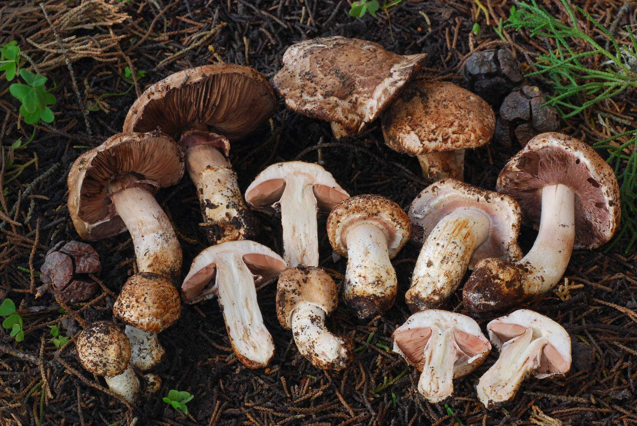 Image of Agaricus fuscovelatus Kerrigan 1985