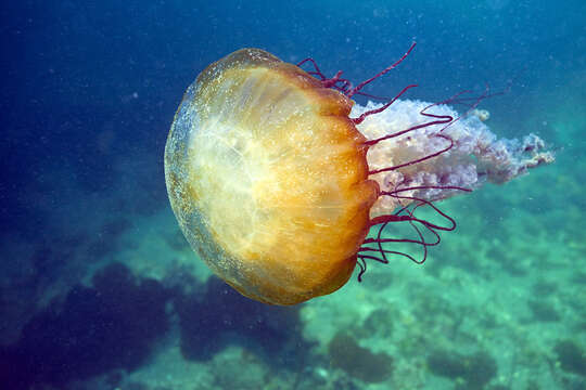 Image of Sea nettle