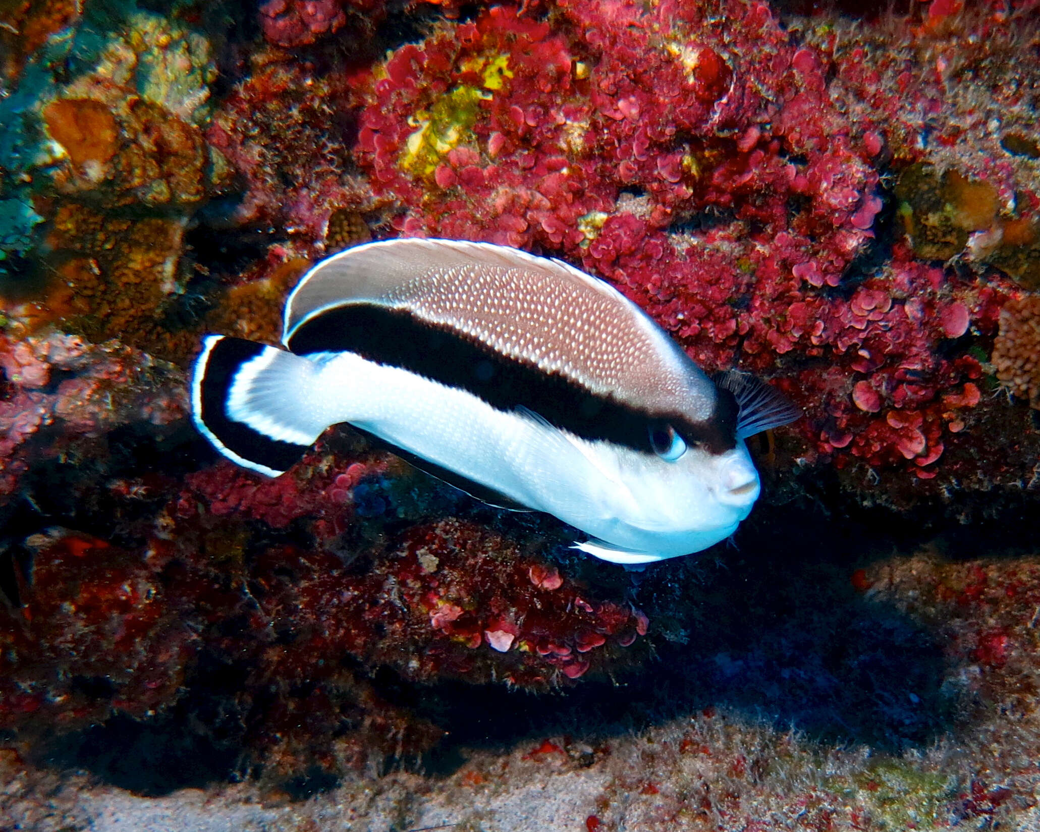 Image of Banded Angelfish