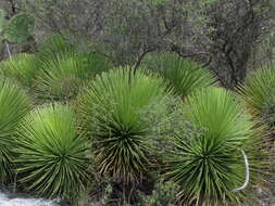 Image of Hedgehog Agave