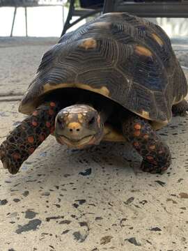 Image of Red-footed Tortoise