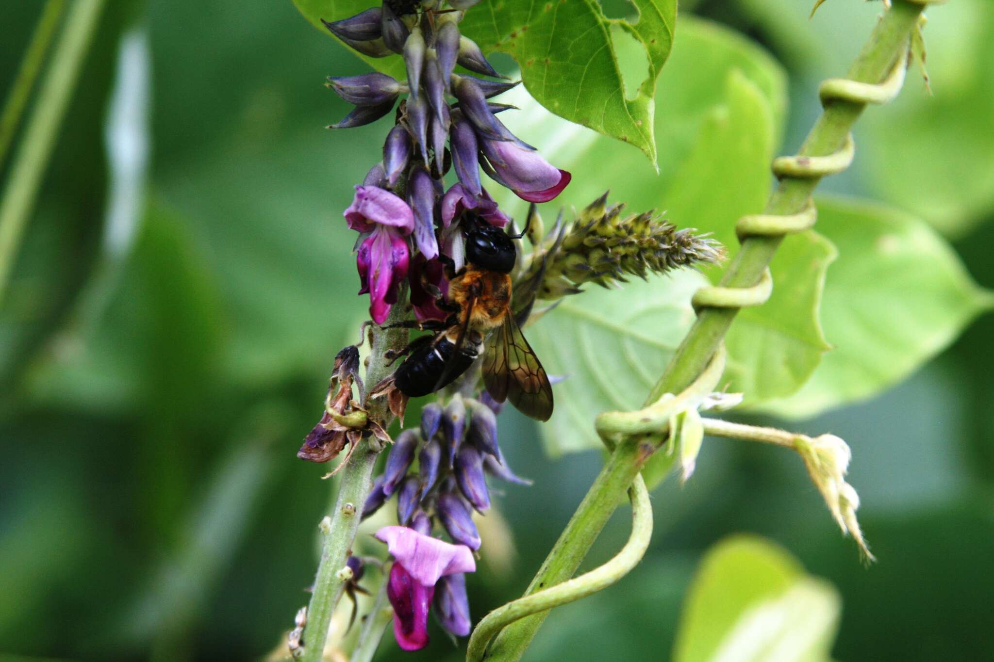 Image of giant resin bee