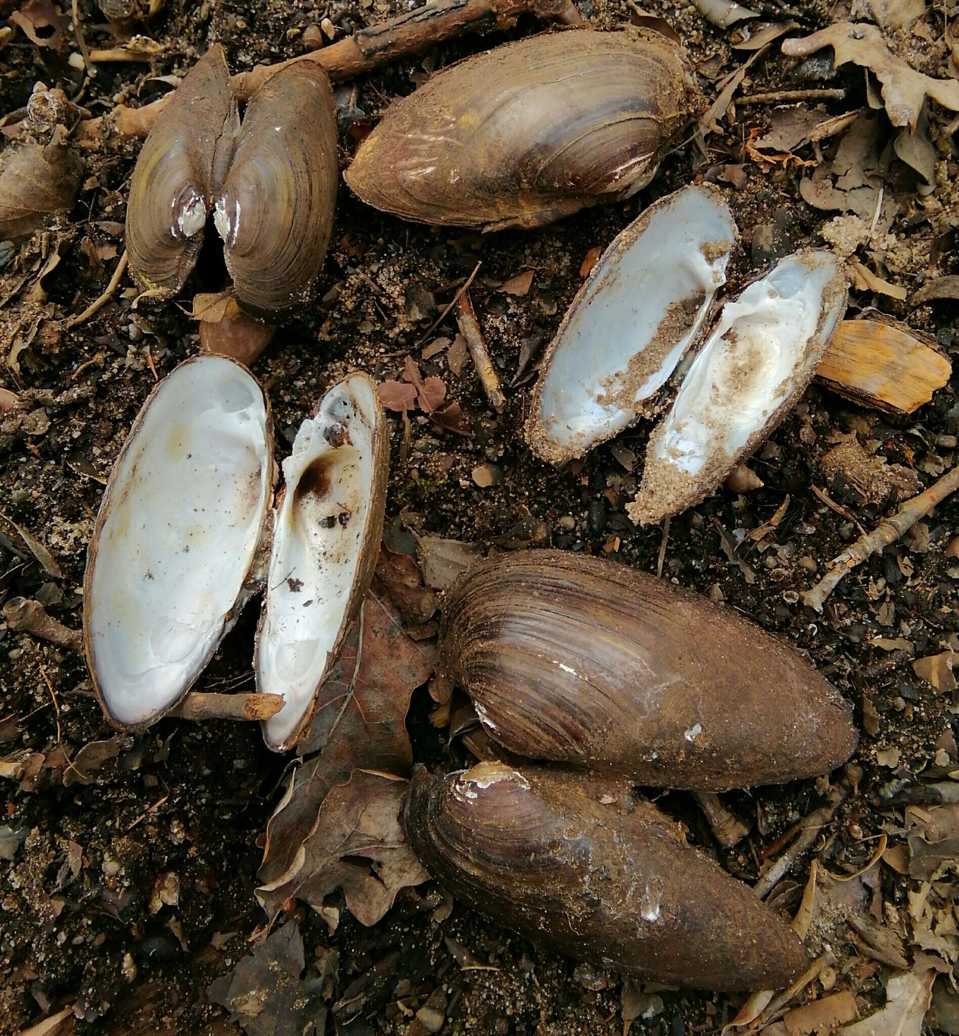 Image of Swollen River Mussel