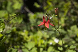 Image de Aquilegia formosa Fisch.