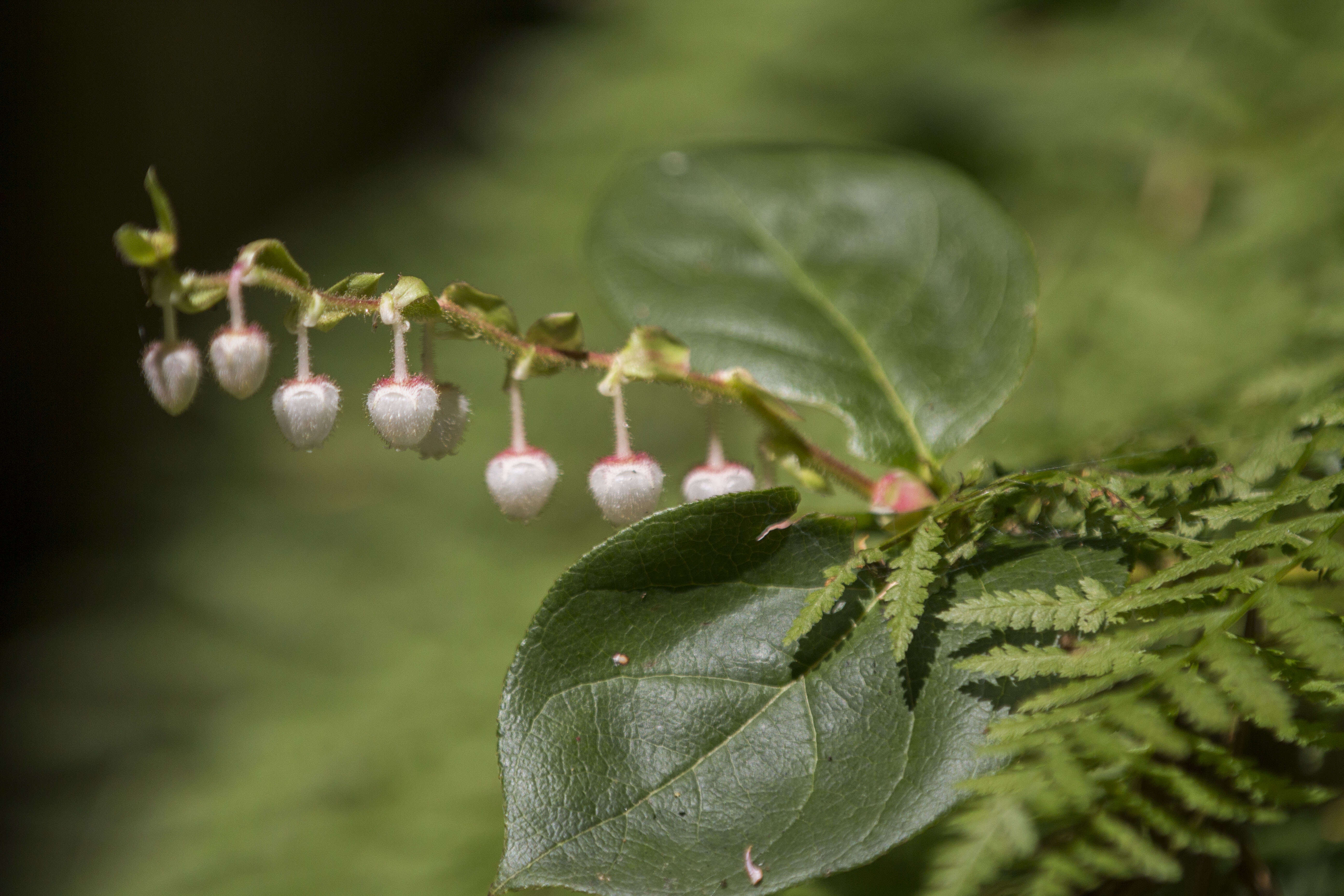 Слика од Gaultheria shallon Pursh