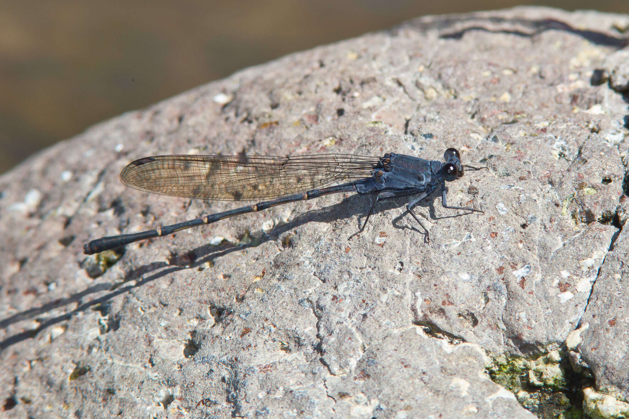 Image of Sooty Dancer