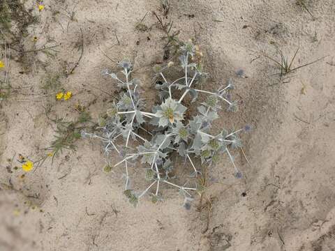 Image of sea-holly