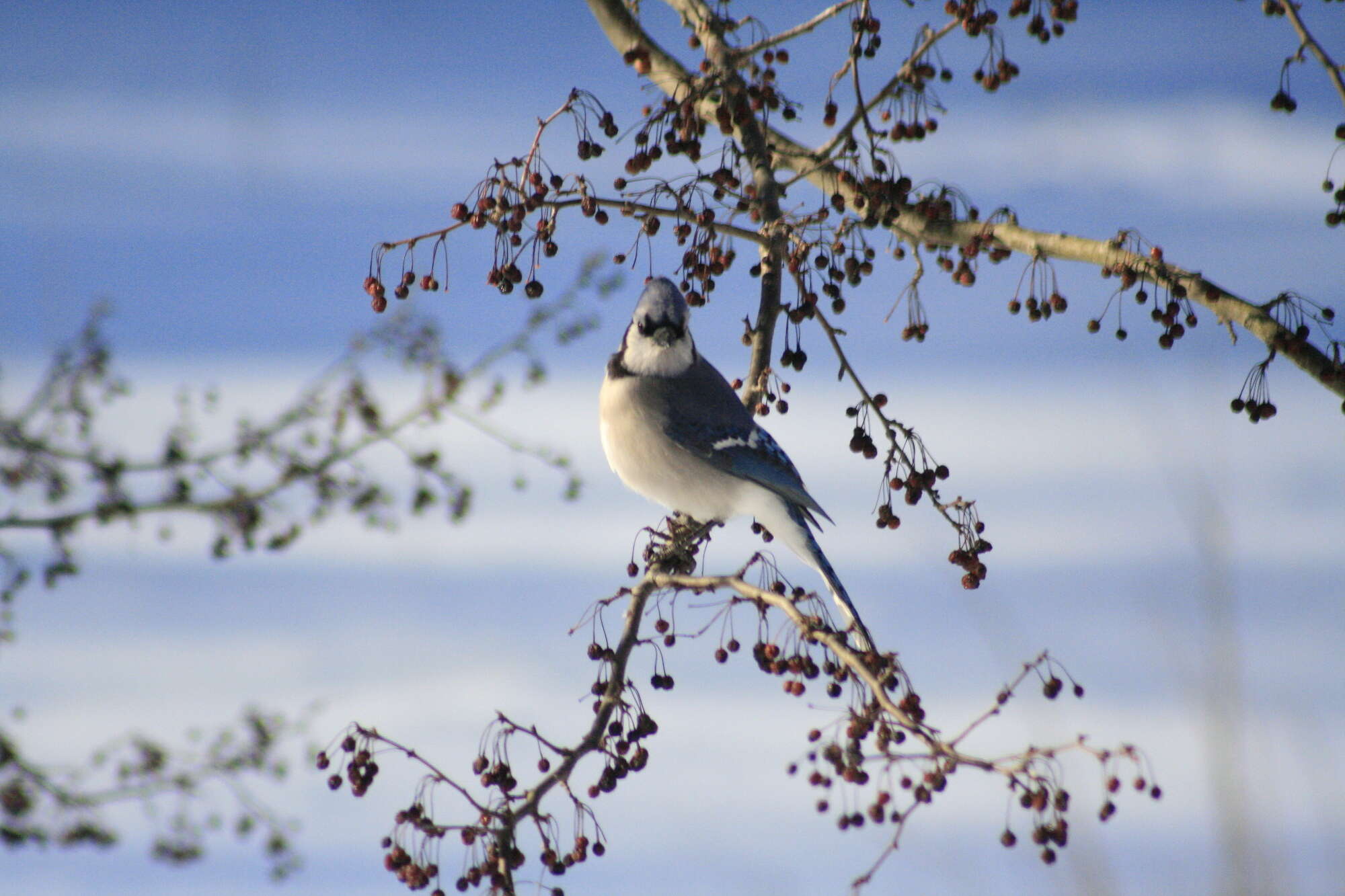 Image of Blue Jay