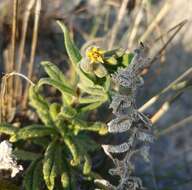 Plancia ëd Podonosma orientalis (L.) Feinbr.