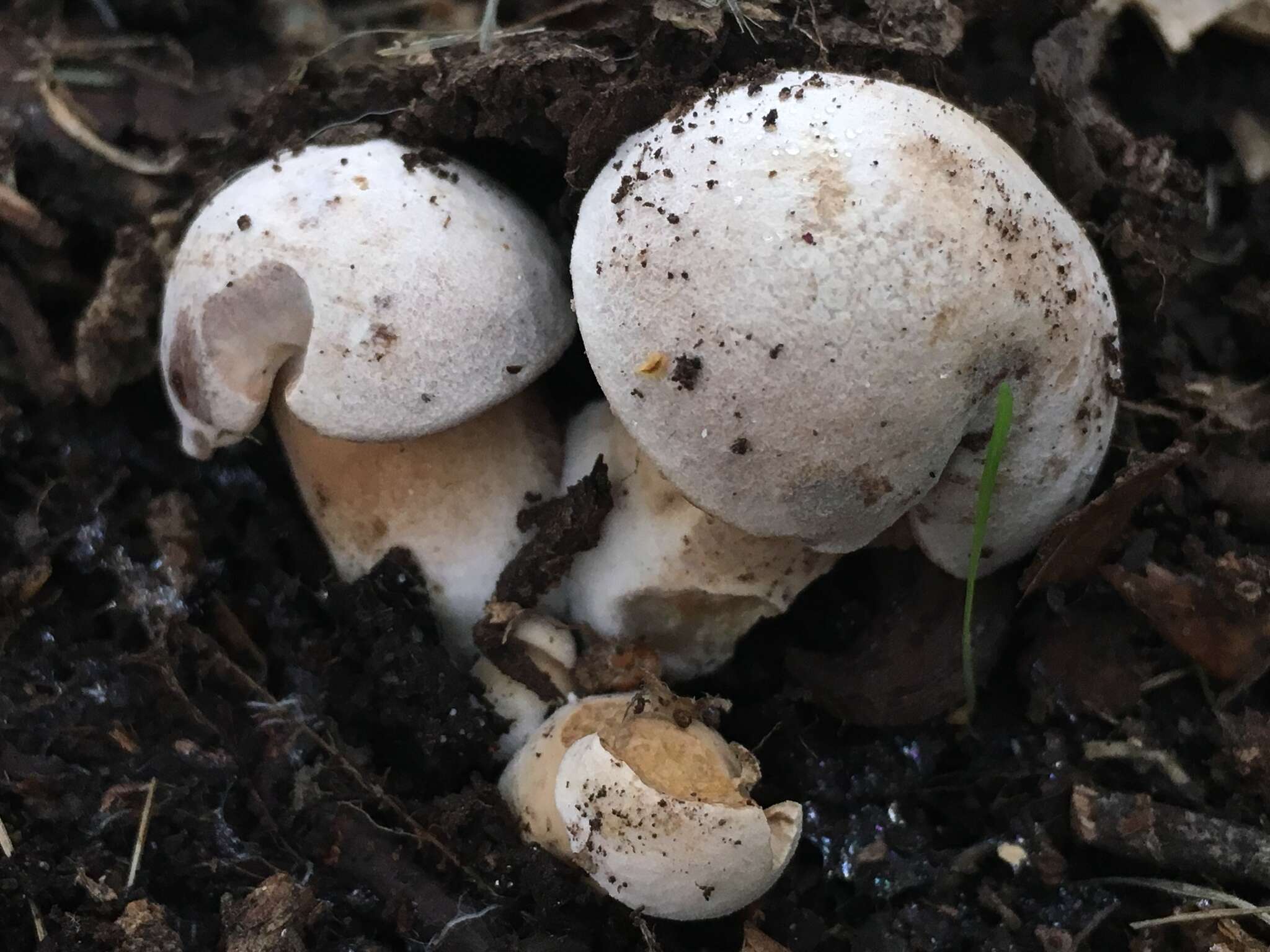 Sivun Boletus barrowsii Thiers & A. H. Sm. 1976 kuva