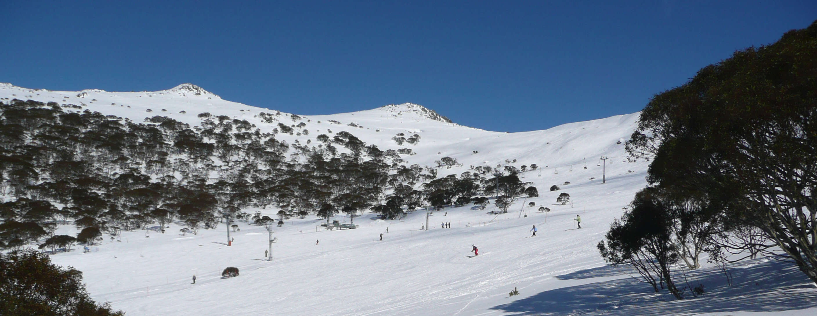 Image of snow gum