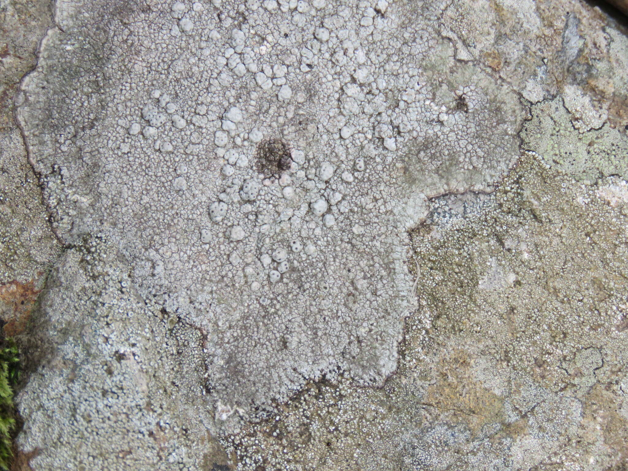 Image of California pore lichen