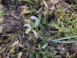 Image of Galanthus angustifolius Koss